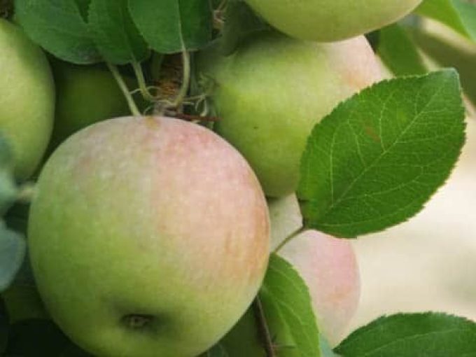 BioTropic - ORGANICS FOR ONE WORLD - Pommes bio d'outre-mer, est-ce  écologique ?